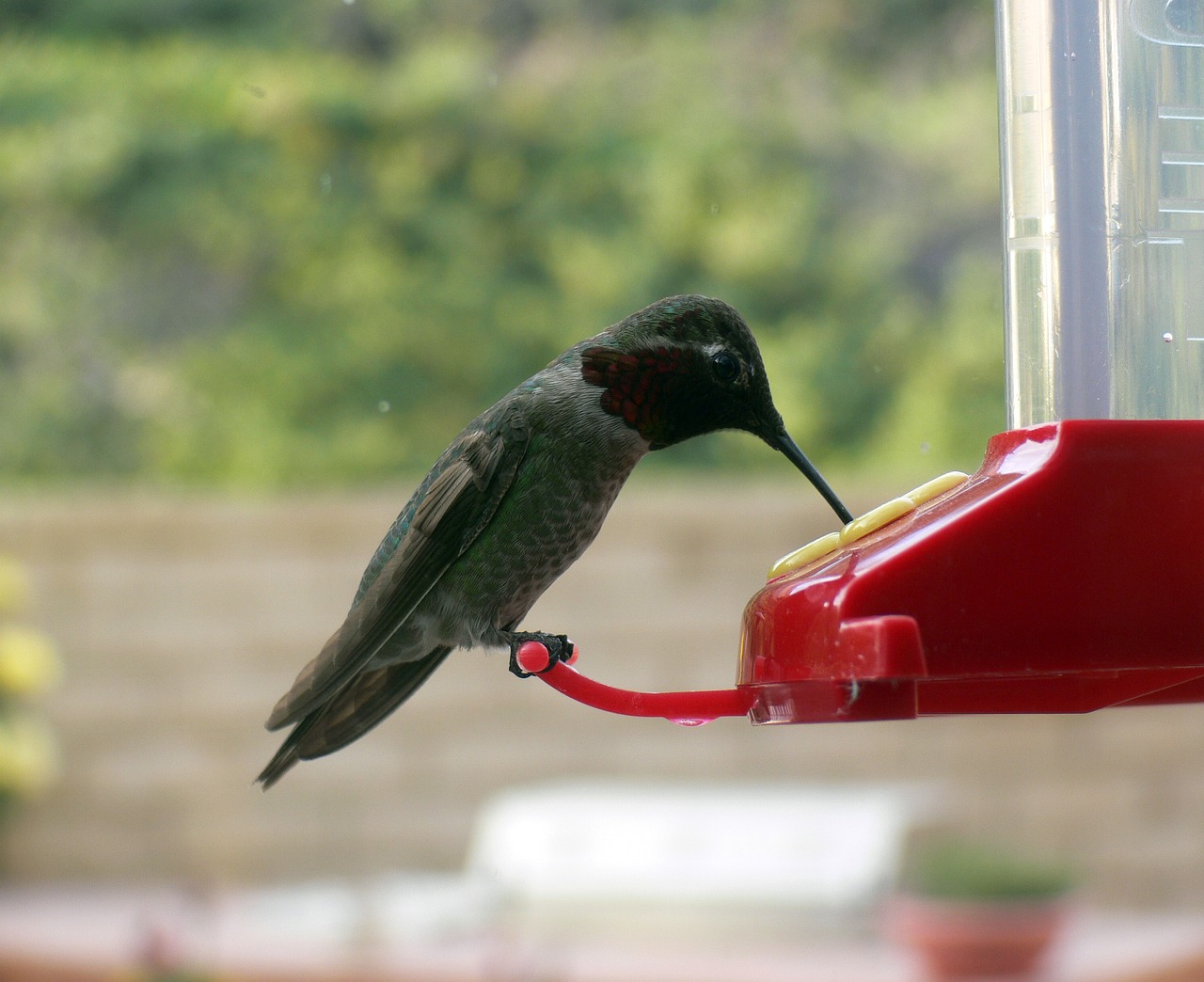 Attracting Hummingbirds to Your Garden